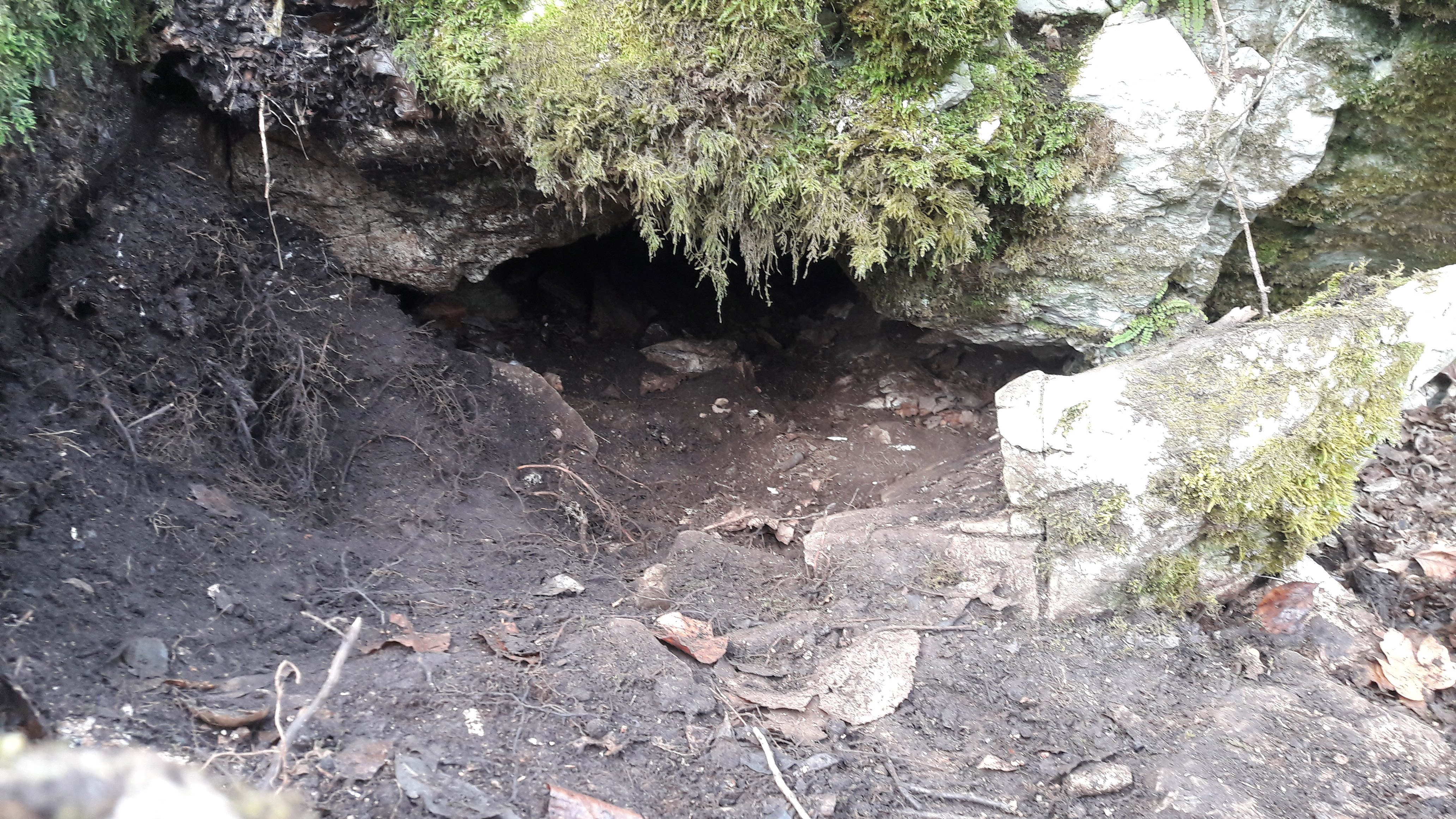 Pestera cu Oase din Valea Starnic - Image 1